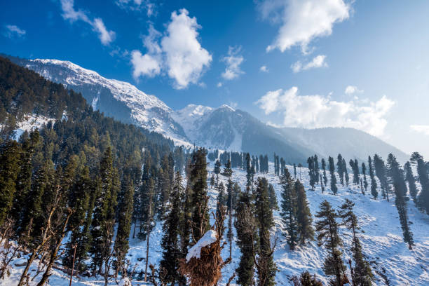 A view of Lavender flowers in Gulmarg Kashmir